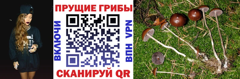 где купить наркотик  Бакал  Галлюциногенные грибы Psilocybe 
